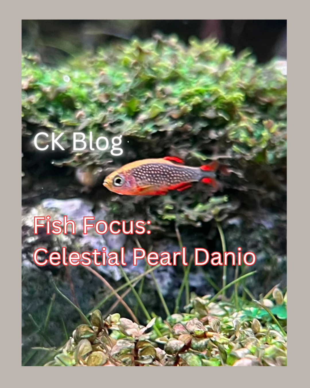 Fish Focus: Celestial Pearl Danio (Danio Margaritatus)