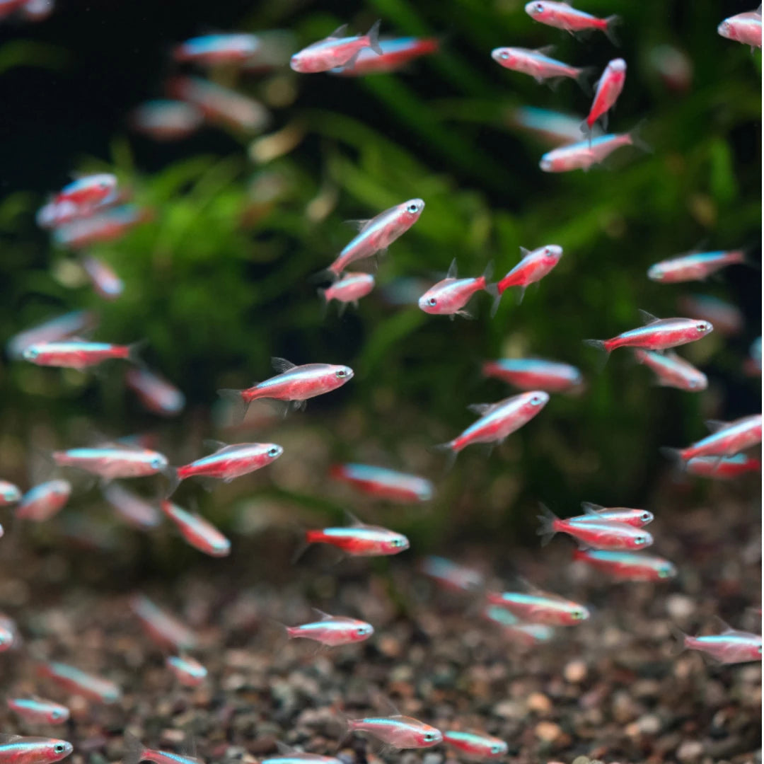 Freshwater Fish: Overnight Shipping (Live Arrival Guaranteed) – CK