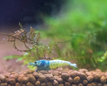  Blue Bolt Shrimp