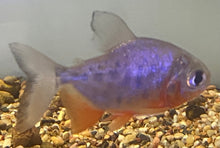  Red Bellied Pacu