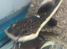  Redtail Catfish