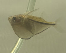  Silver Hatchetfish
