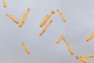 White Cloud Minnow