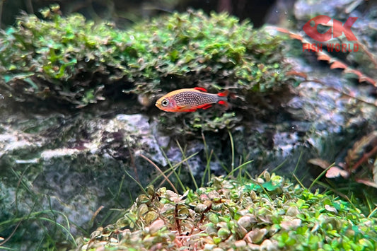 Celestial Pearl Danio