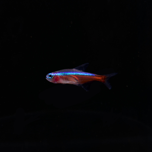 Cardinal Tetra ( Paracheirodon axelrodi) for Sale | Tropical Nano