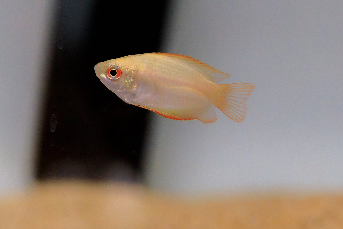 Honey Dwarf Gourami