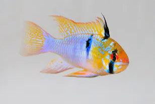German Blue Ram