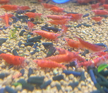  Red Cherry Shrimp