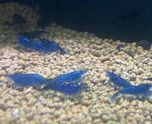  Blue Dream Shrimp
