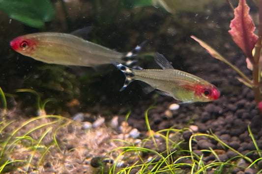 Rummy Nose Tetra