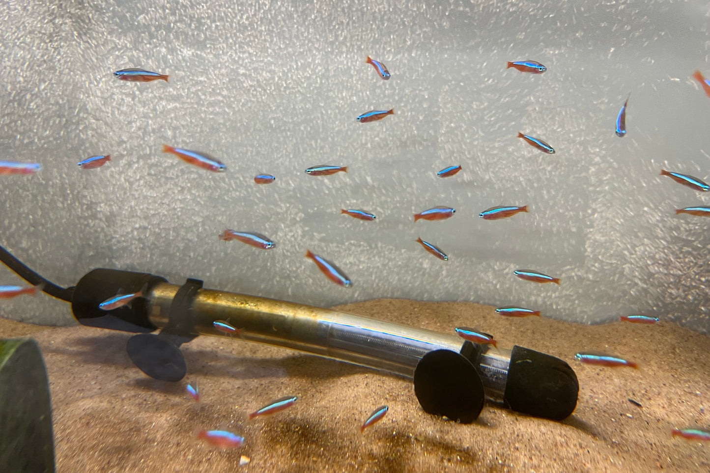 Cardinal Tetra