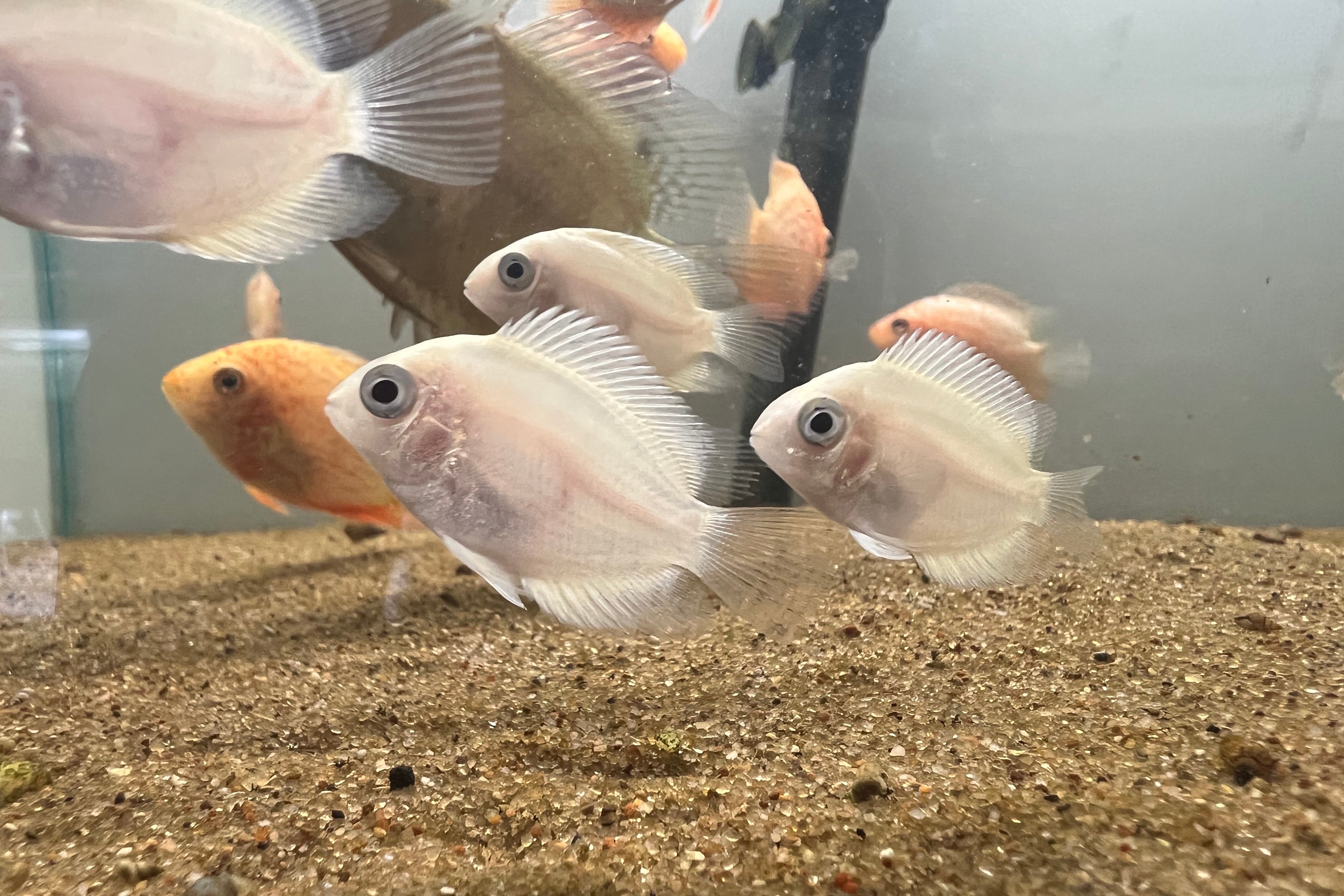 Gold Severum – CK Fishworld
