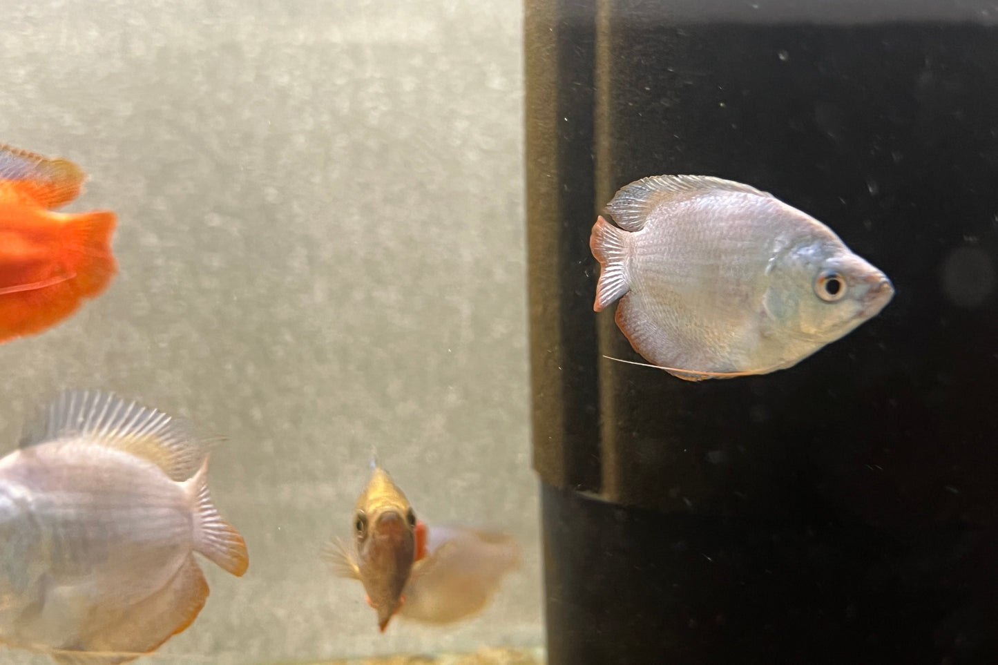 Neon Dwarf Gourami