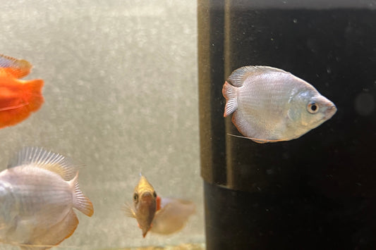 Neon Dwarf Gourami