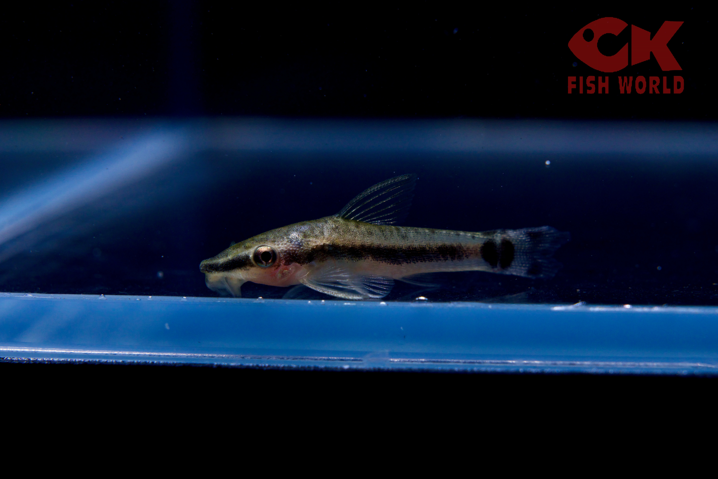 Oto Catfish