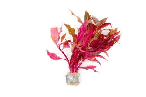 Alternanthera