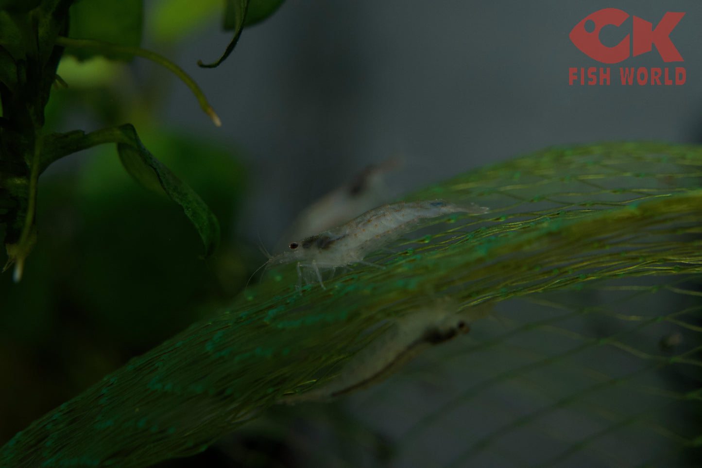 Amano Shrimp
