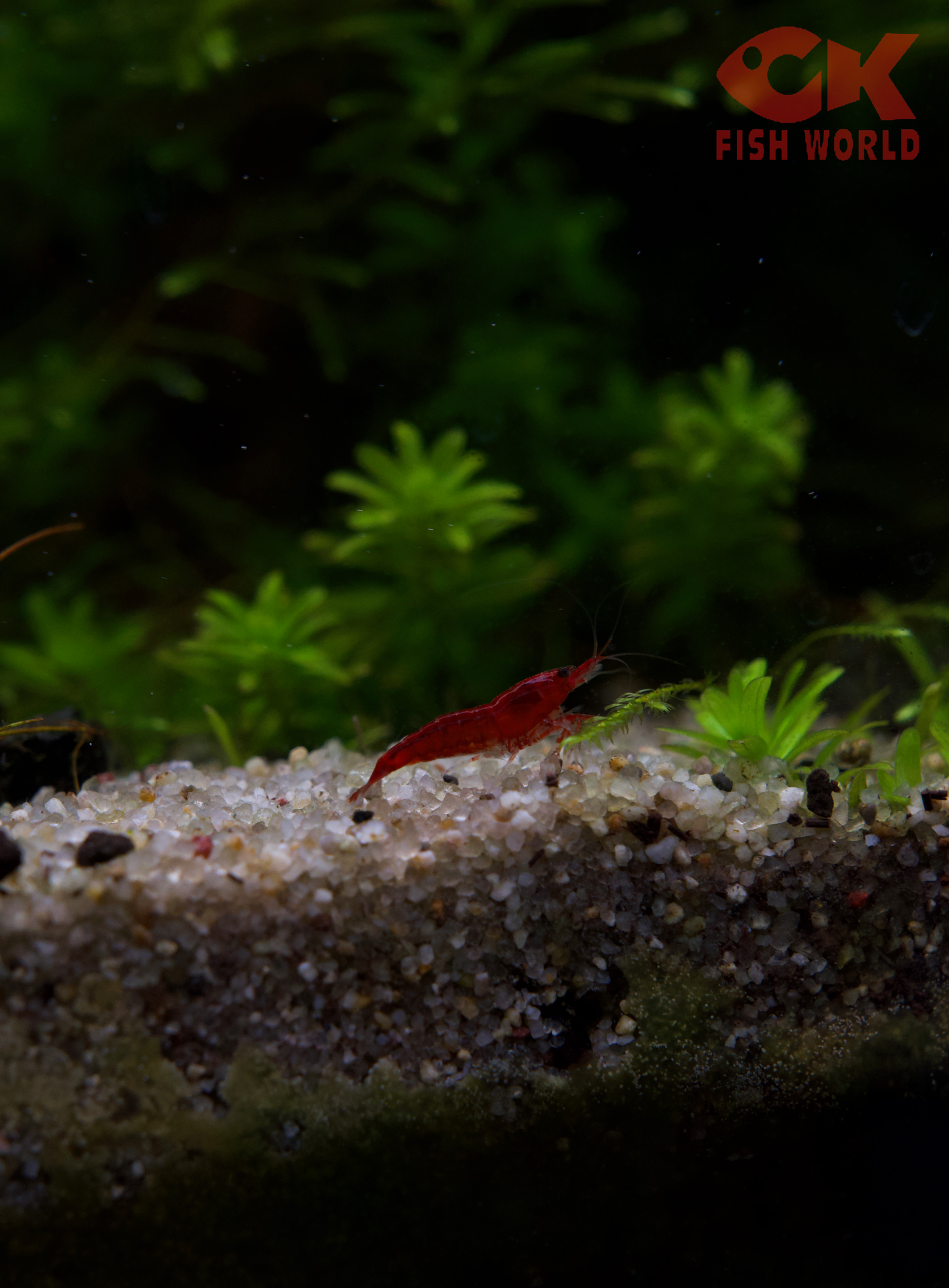 Fire Red Shrimp