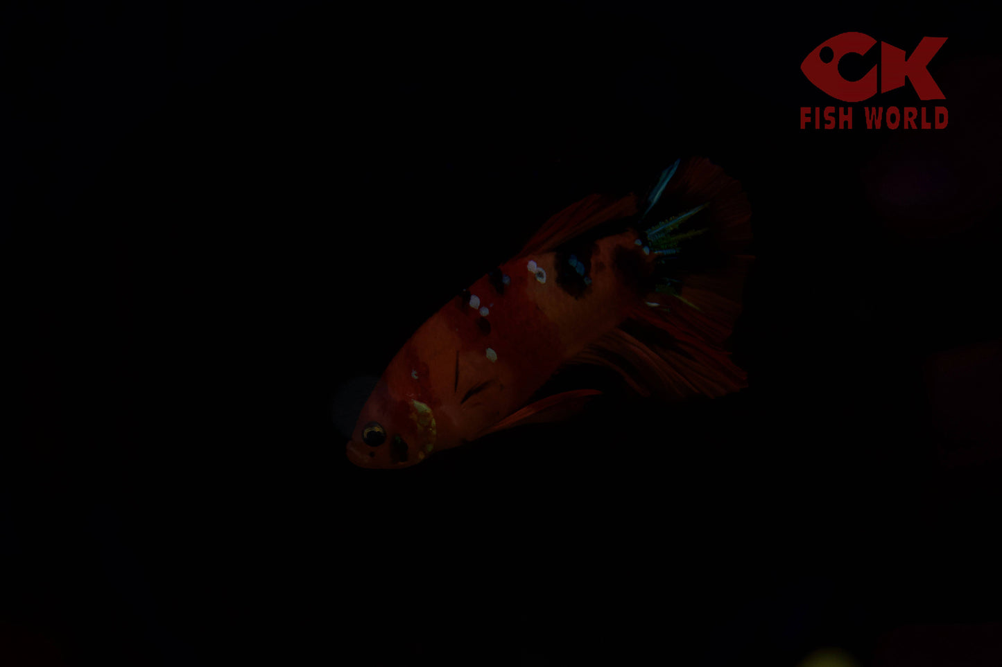 Koi Betta