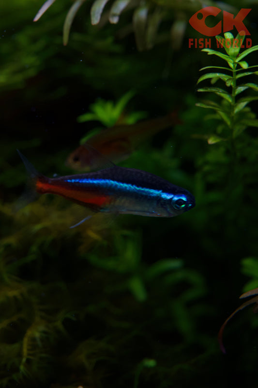 Neon Tetra