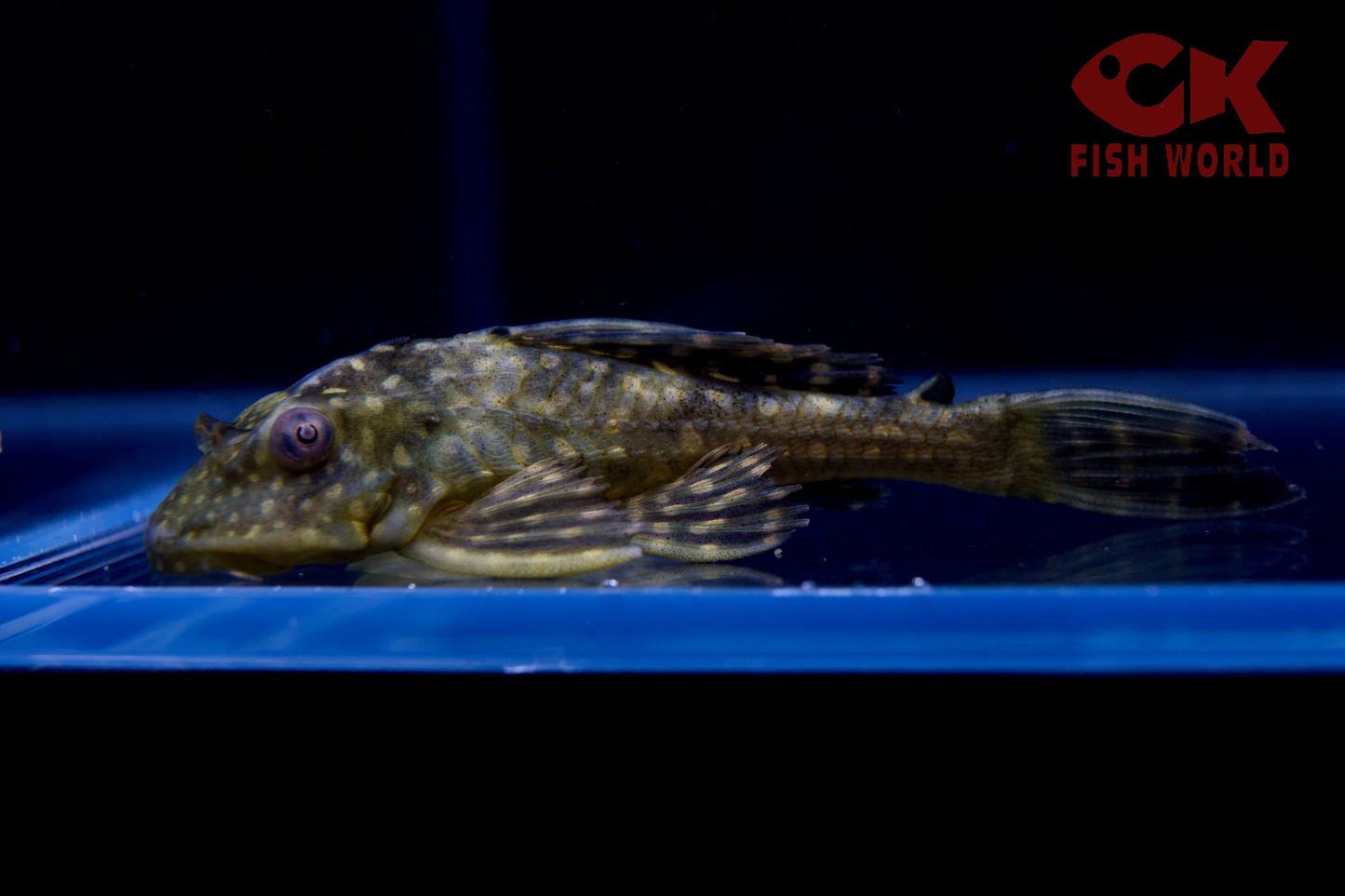 Orange Spotted Pleco