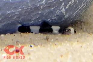 Panda Loach