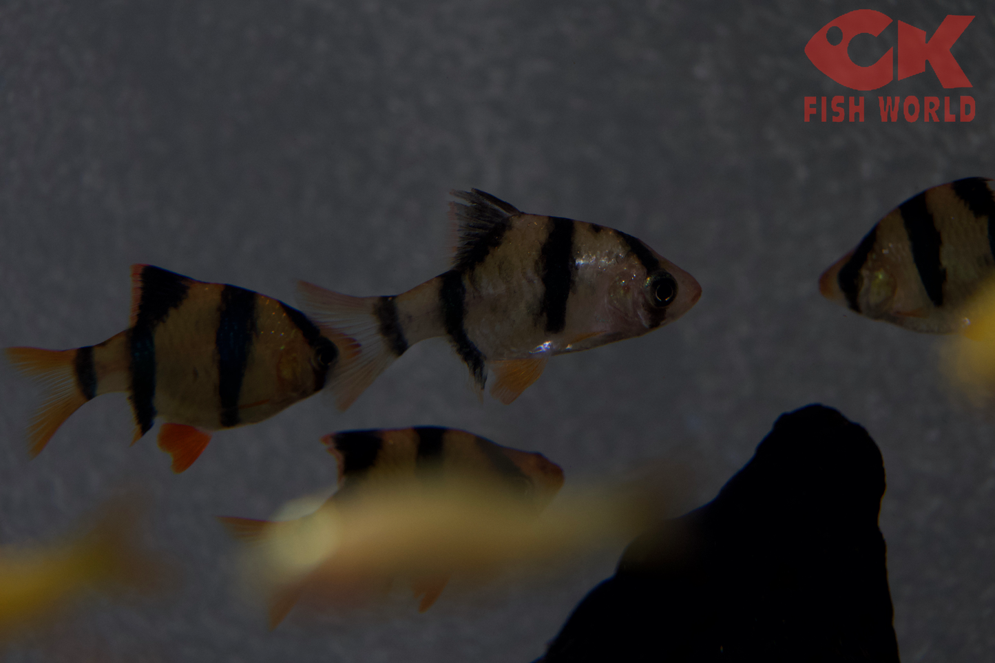 Tiger Barb