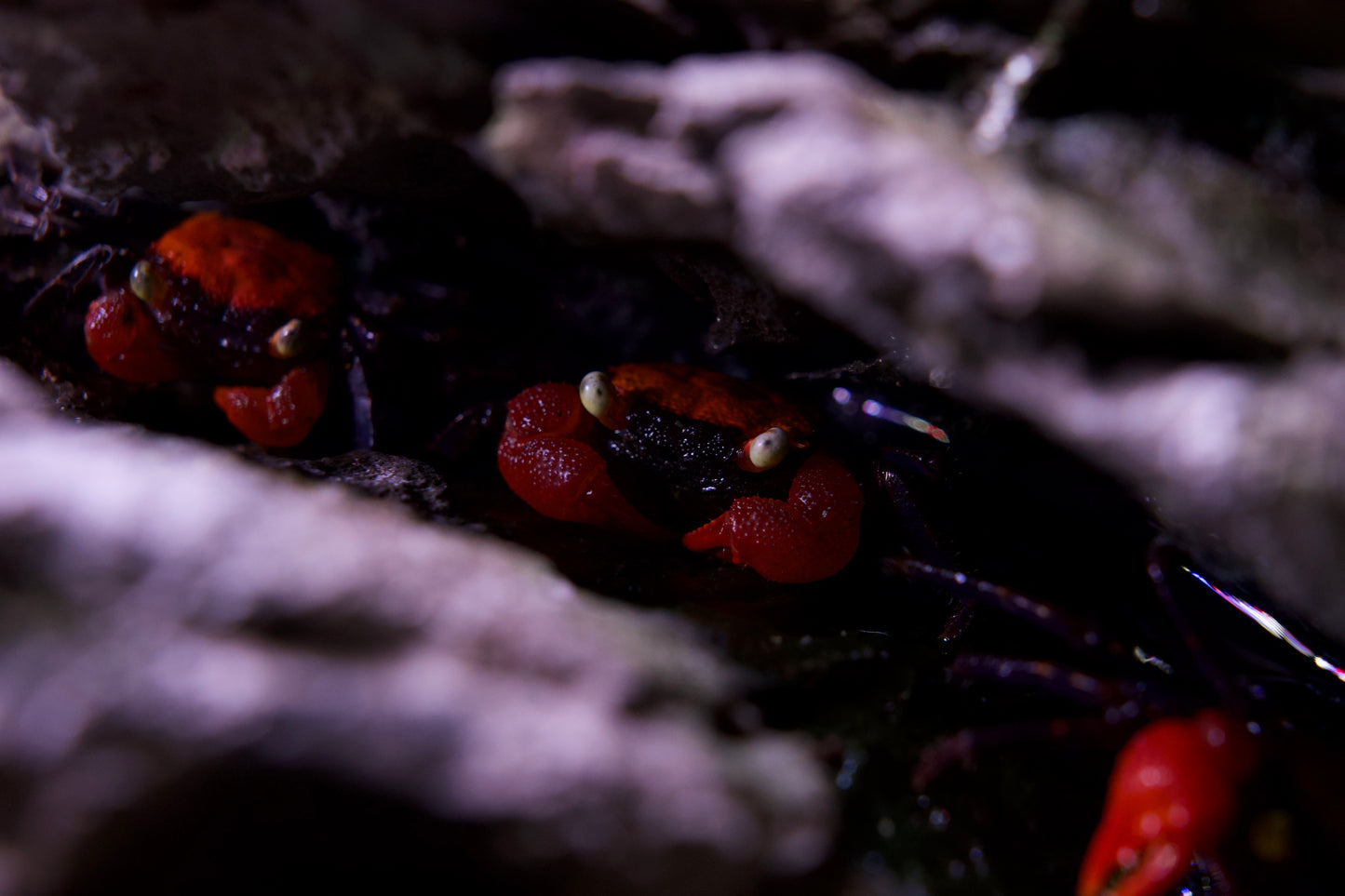 Red Devil Vampire Crab