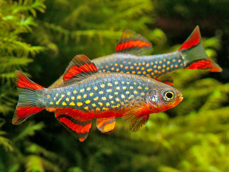 Fish Focus: Celestial Pearl Danio (Danio Margaritatus)