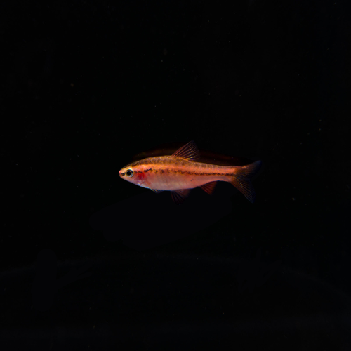 Fish Focus: Cherry Barb
