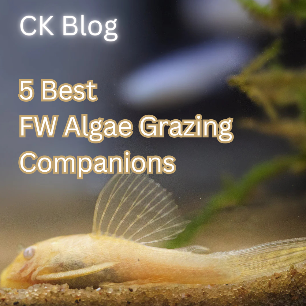 5 Best Freshwater Algae Grazing Companions