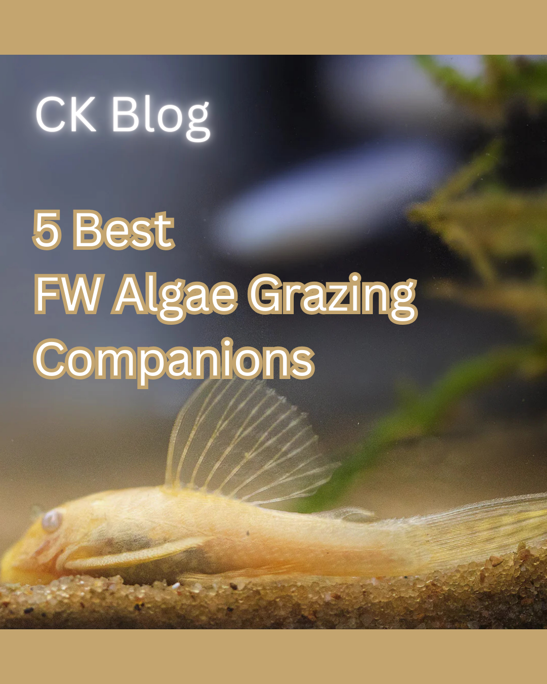 5 Best Freshwater Algae Grazing Companions
