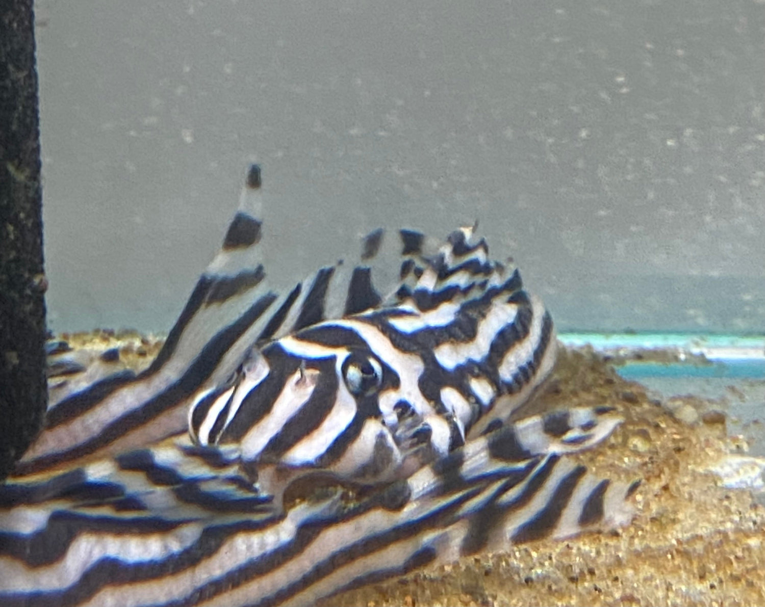 PLECO/CATFISH