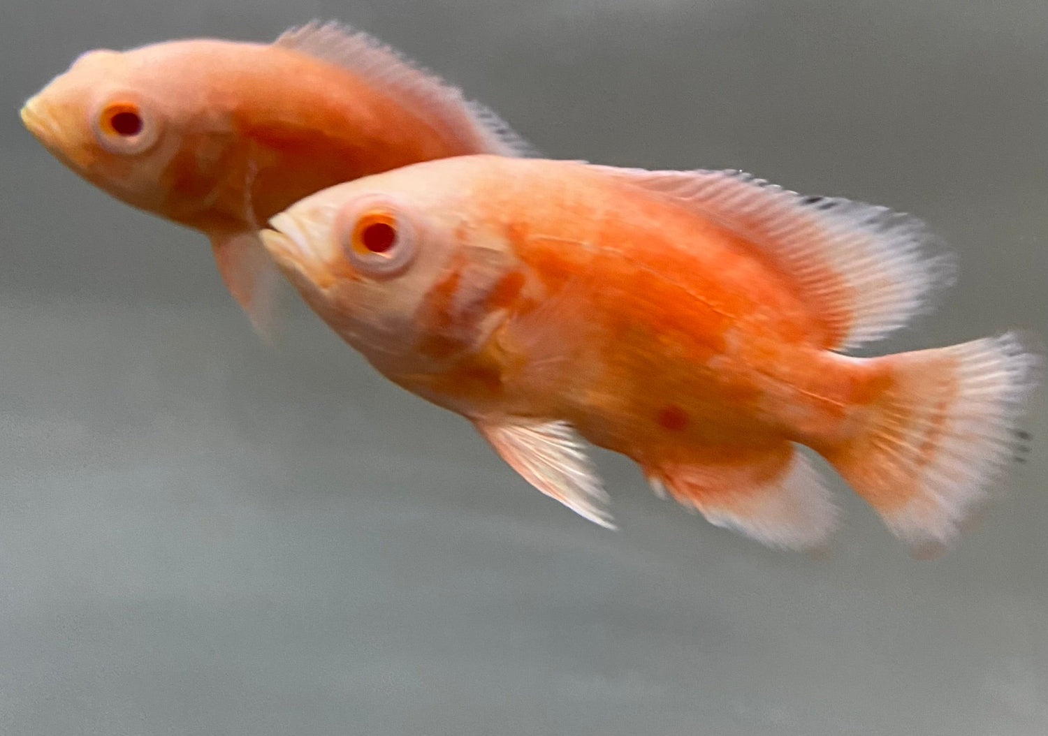 SOUTH AMERICAN CICHLID