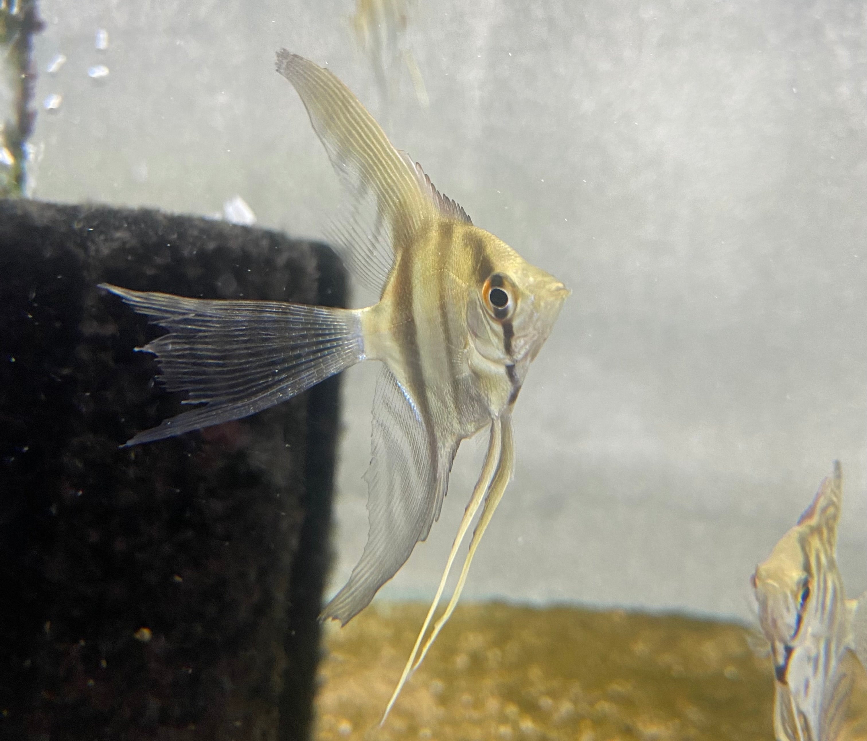 Freshwater Angelfish for Sale – CK Fishworld