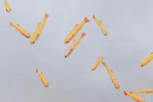 MINNOW