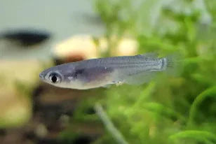 RICEFISH