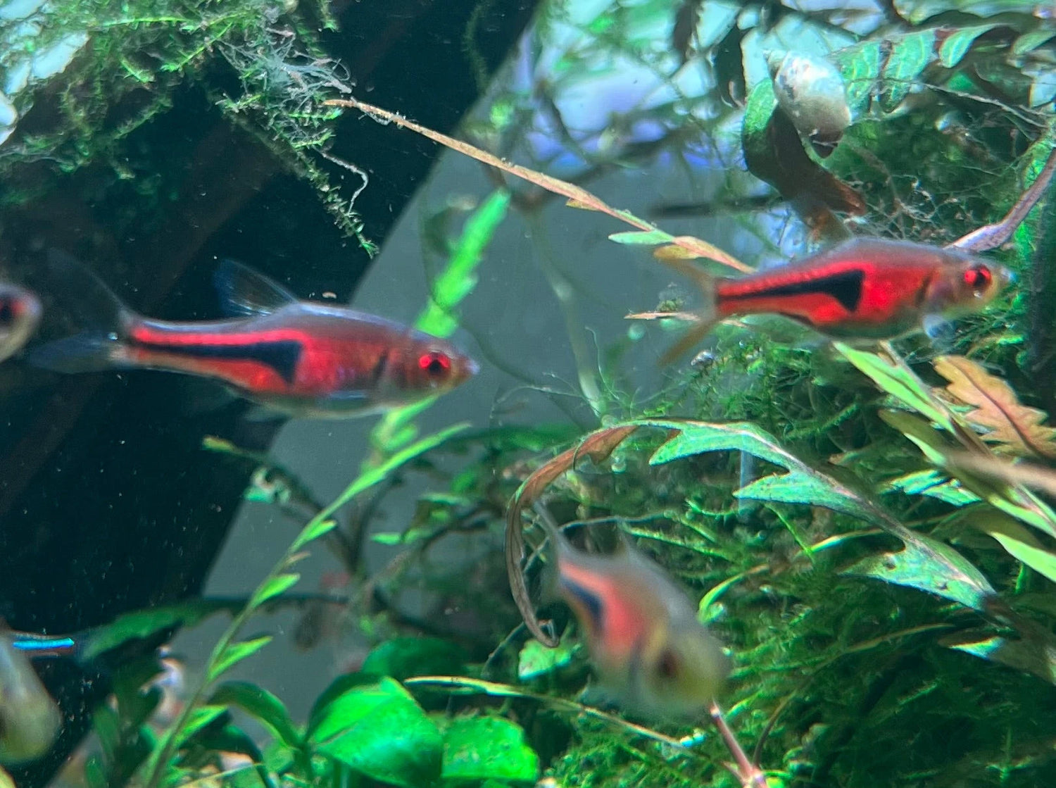 RASBORA