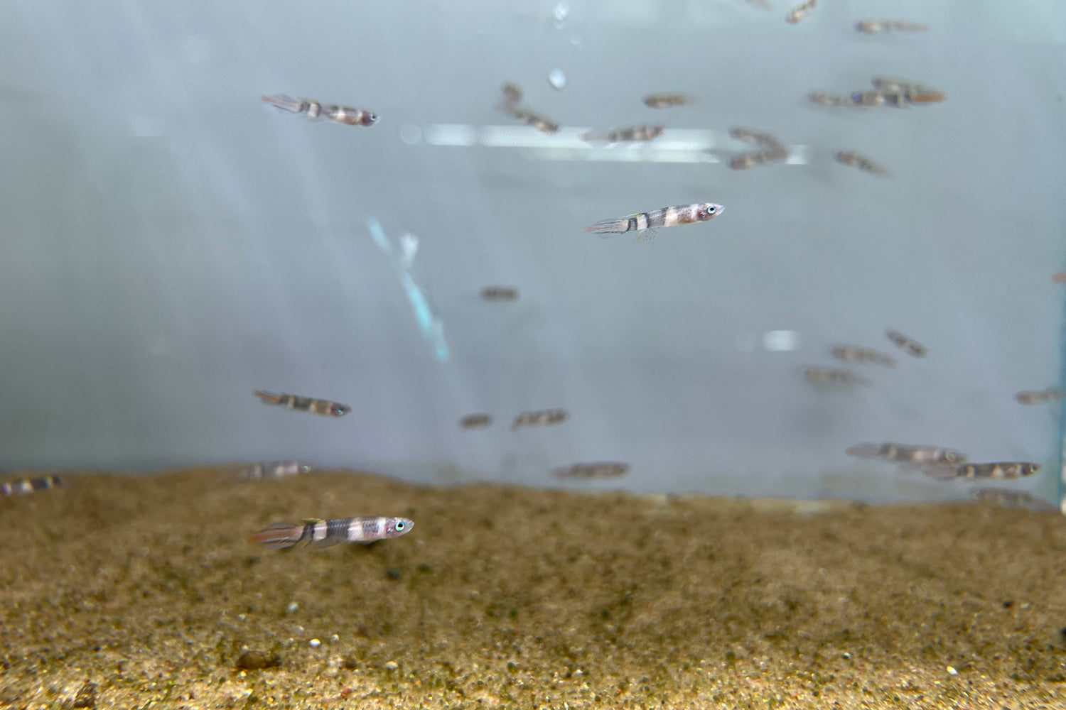 KILLIFISH