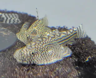 LOACHES