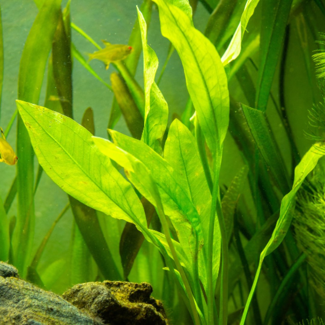 LIVE AQUATIC PLANTS