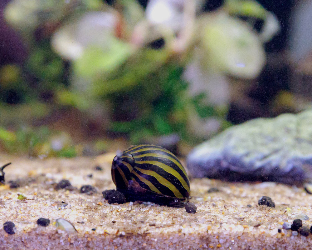 Zebra Nerite Snail