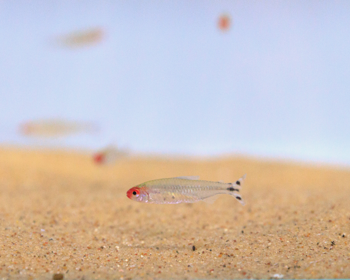 Rummy Nose Tetra