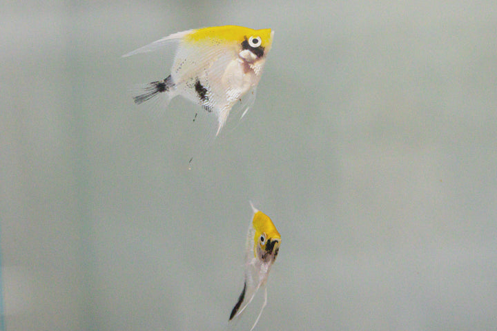 Freshwater Angelfish for Sale – CK Fishworld