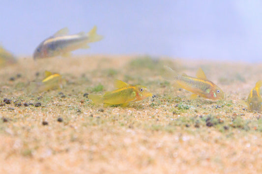 Gold Laser Cory