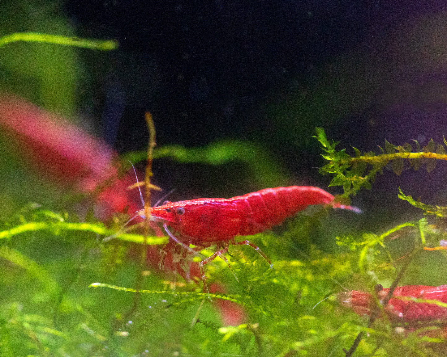 Fire Red Shrimp