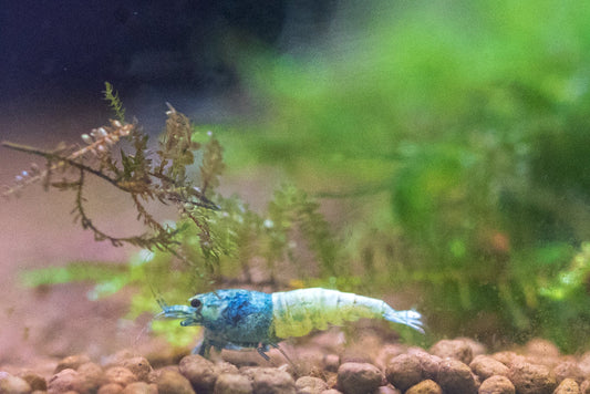 Blue Bolt Shrimp