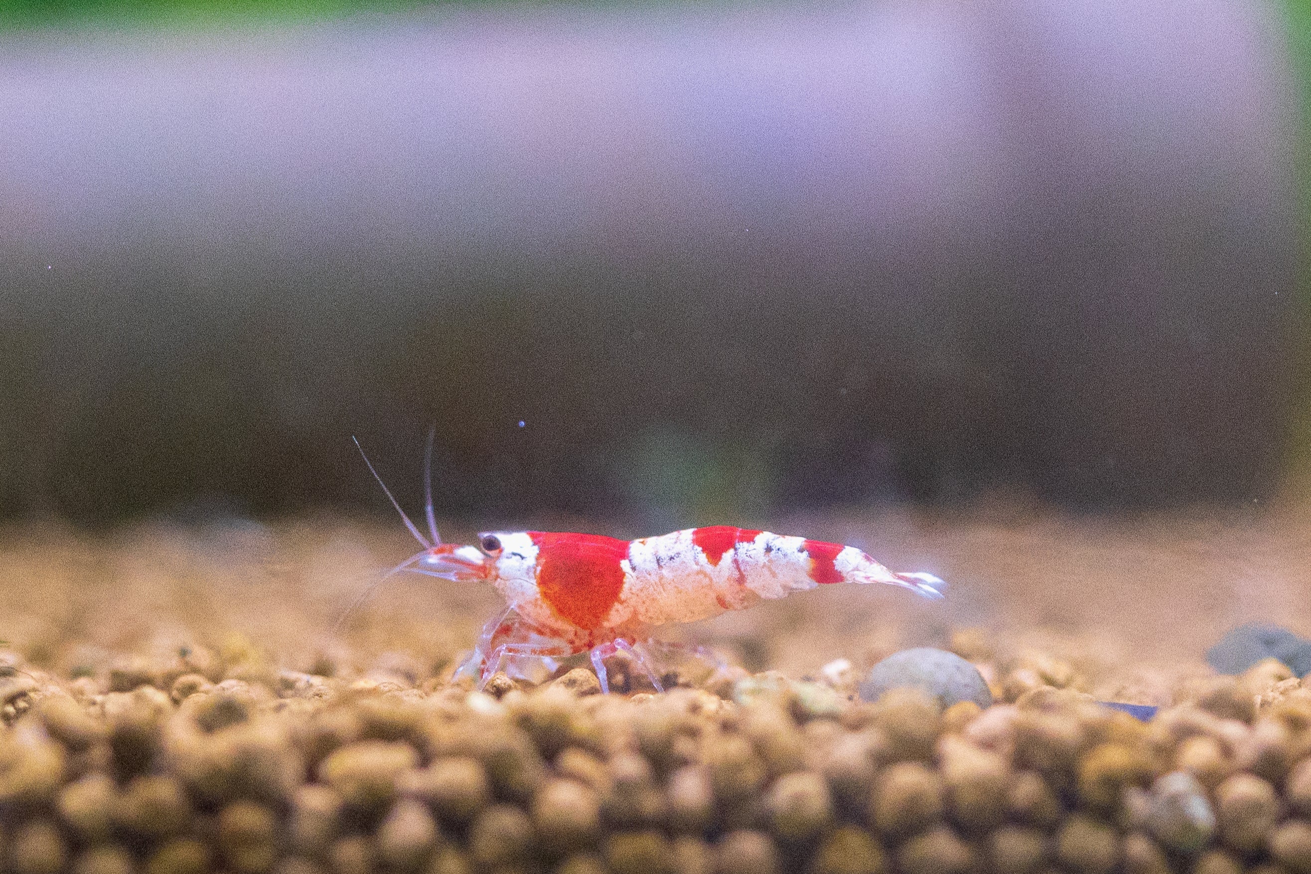Crystal Red Shrimp – CK Fishworld