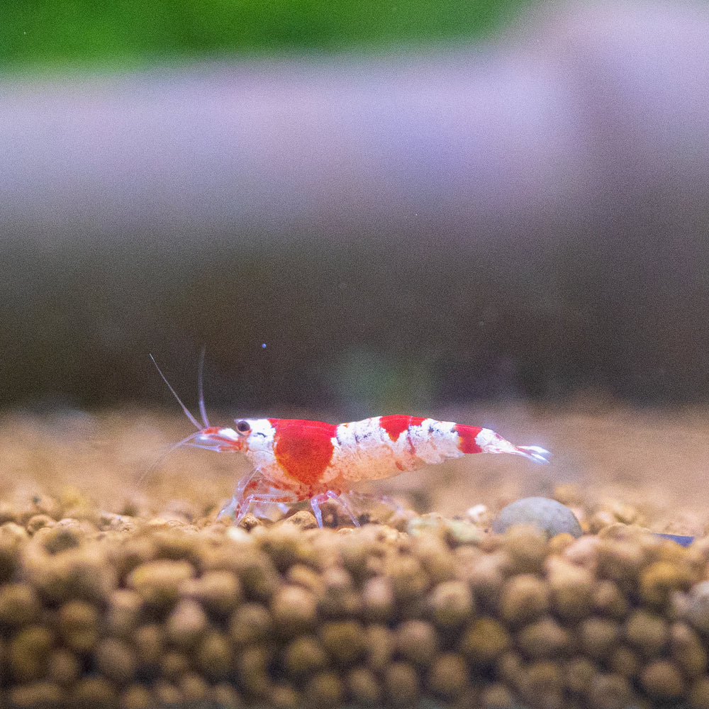 Crystal Red Shrimp