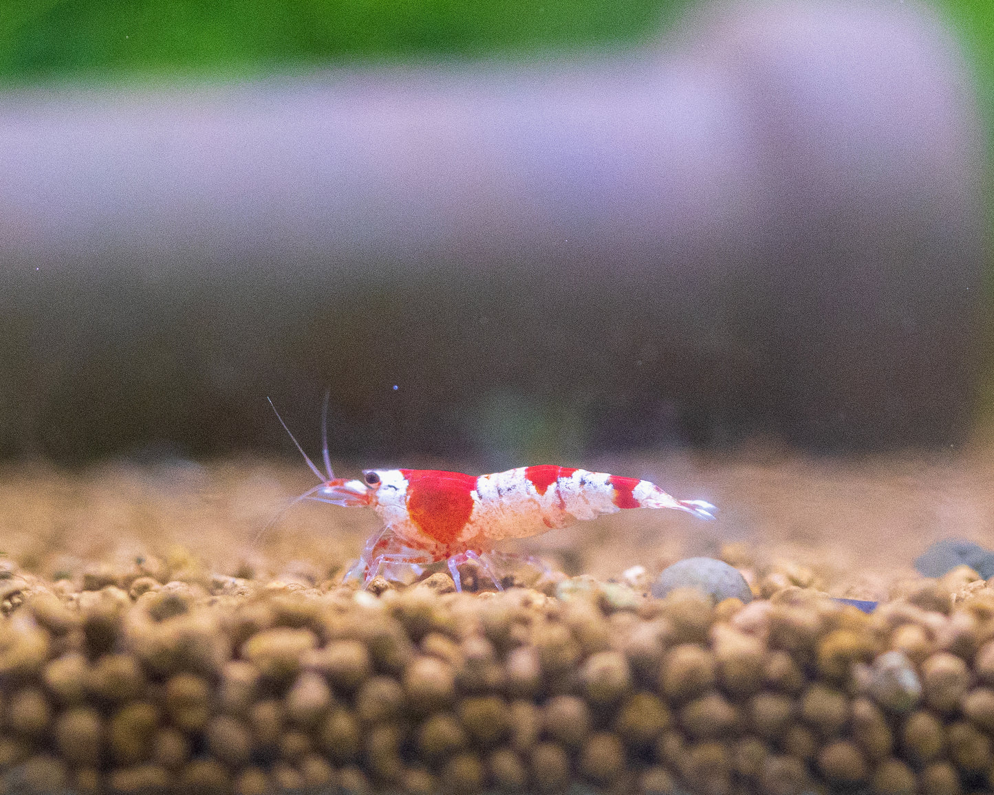 Crystal Red Shrimp